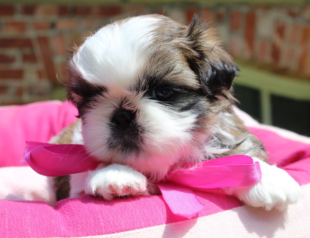 Des Anges de Batignolles - Chiots disponibles - Shih Tzu