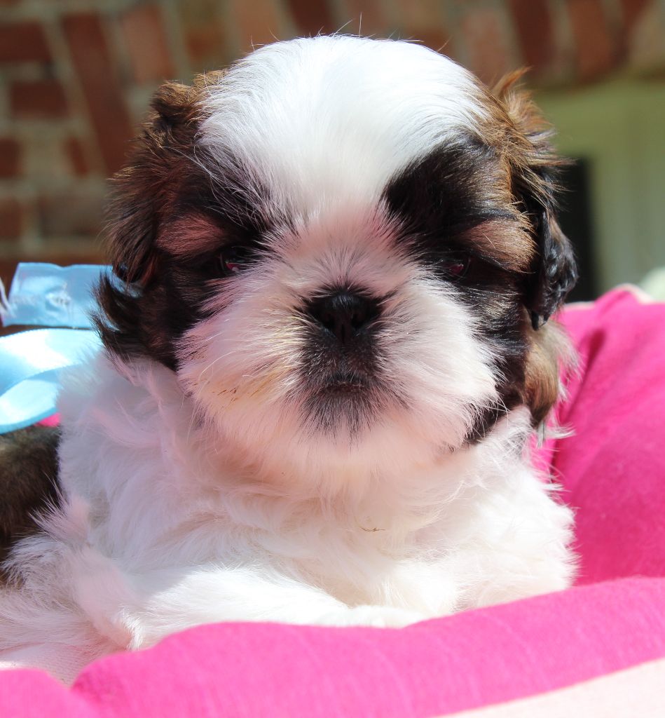 Des Anges de Batignolles - Chiots disponibles - Shih Tzu