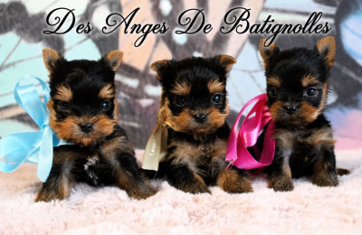 CHIOT 2