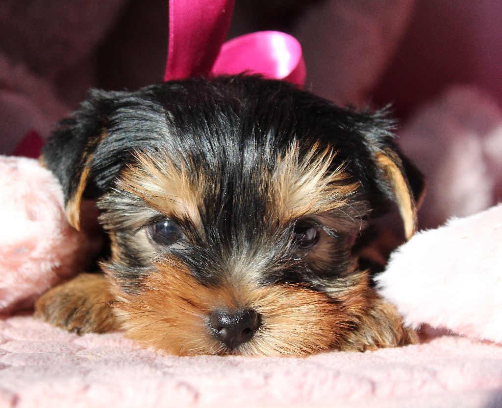 Des Anges de Batignolles - Chiots disponibles - Yorkshire Terrier