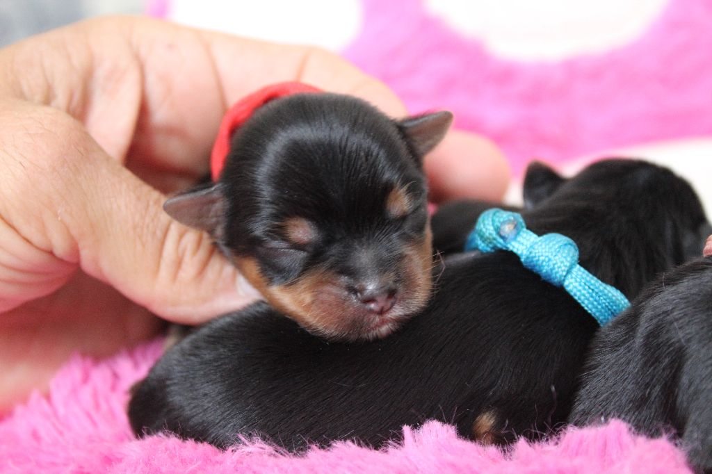 Chiot Yorkshire Terrier Des Anges de Batignolles