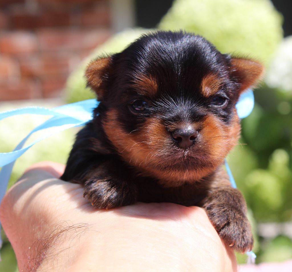 Des Anges de Batignolles - Chiots disponibles - Yorkshire Terrier
