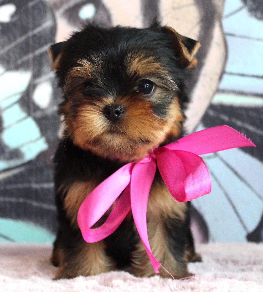 Des Anges de Batignolles - Chiots disponibles - Yorkshire Terrier