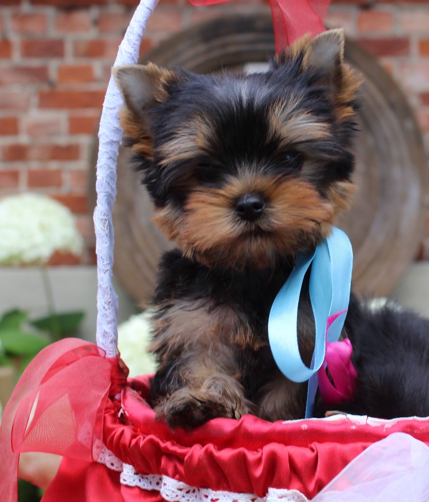 Des Anges de Batignolles - Chiots disponibles - Yorkshire Terrier
