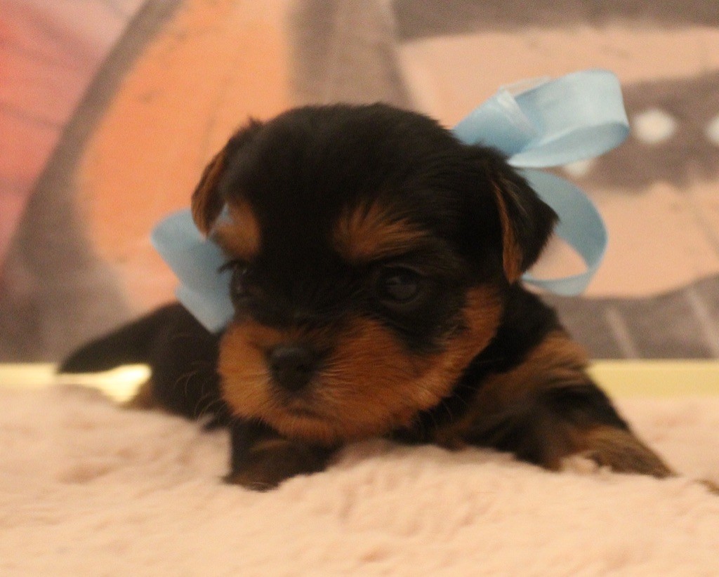 Des Anges de Batignolles - Yorkshire Terrier - Portée née le 14/10/2025