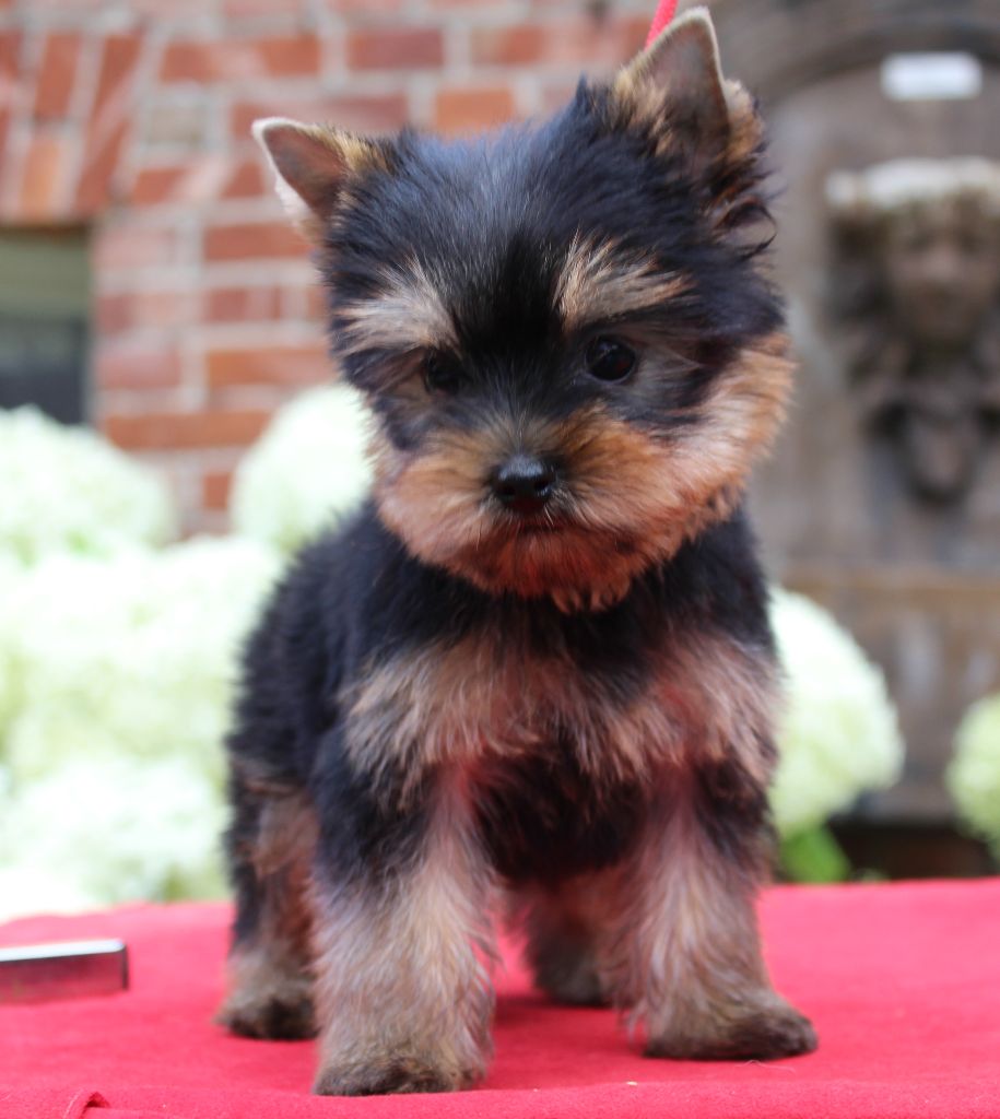 Des Anges de Batignolles - Chiots disponibles - Yorkshire Terrier